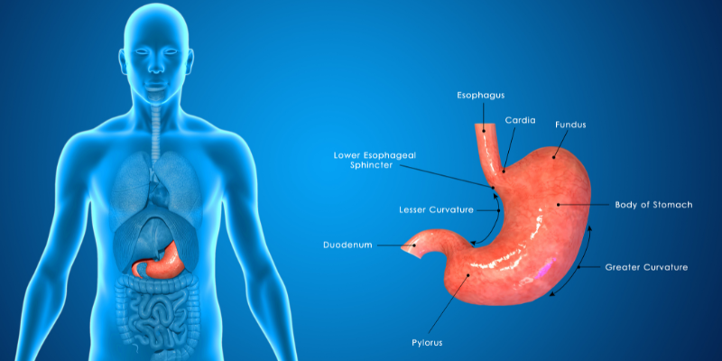 stomach cancer symptoms